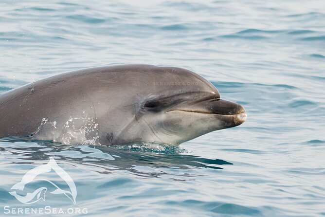 Marsa Alam Dolphin Watching Boat Tour Ocean Encounters - Inclusions and Exclusions