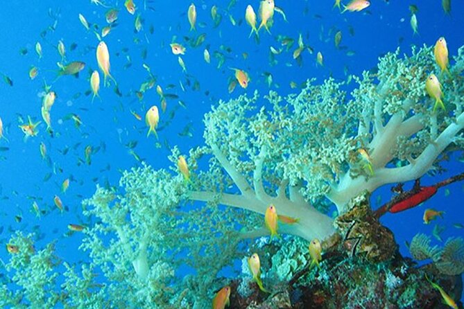 Marsa Mubarak Boat Trip With Dugongs and Turtles in Marsa Alam - Inclusions and Exclusions