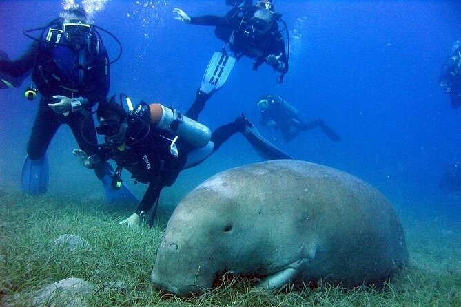 Marsa Mubarak Snorkeling With Intro Diving and Lunch