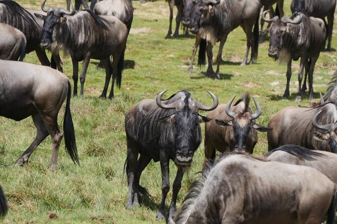 Masai Mara 3 Days 2 Nights