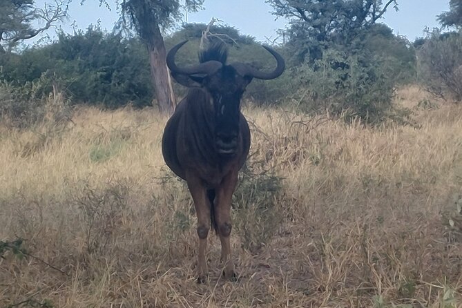 Maun Horse Riding Safari in Private Game Lodge - Activity Details