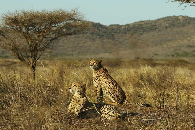 Mikumi Game Drive Safari - 2 Days