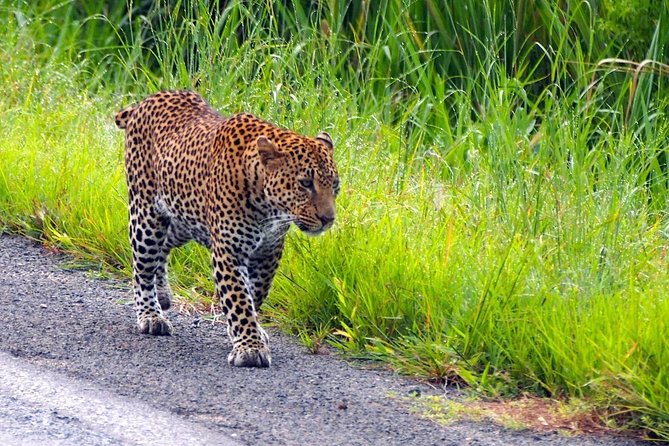 Mikumi National Park From Zanzibar Flying Option Day Trip - Trip Details