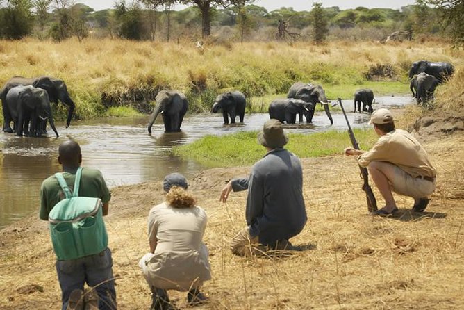 Mikumi National Park Walking And Game Drive Safari From Morogoro