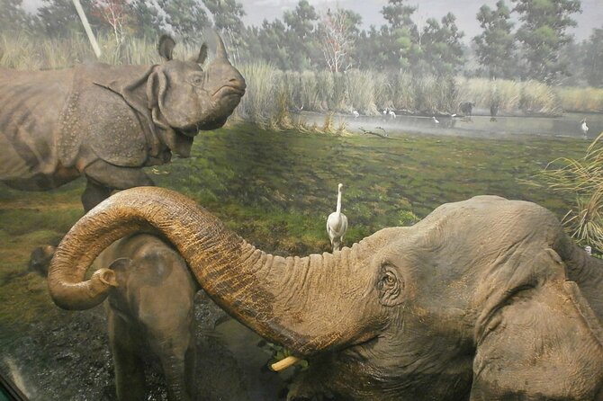 Milan: Natural History Museum Fast-Track Ticket + Audio Guide - Accessibility Information