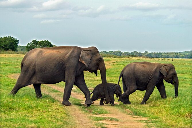 Minneriya National Park Entrance Ticket - Pickup Details