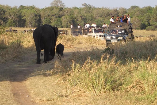 Minneriya National Park Safari With Jeep From Kandy - Pickup and Drop-off Details