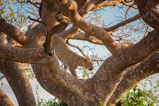 Mombasa and Diani Beaches Day Trips to Tsavo Park