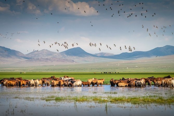 Mongolian Great Gobi Desert , Steppe & Safari Tour 10 Days - Inclusions