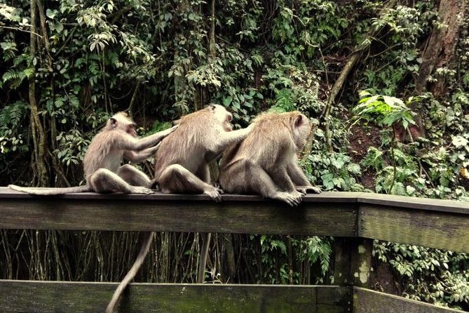 Monkey Forest and Tanah Lot Tour