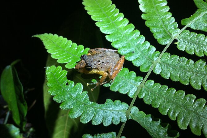 Monteverde Night Walk Tour - Meeting Point and End Point