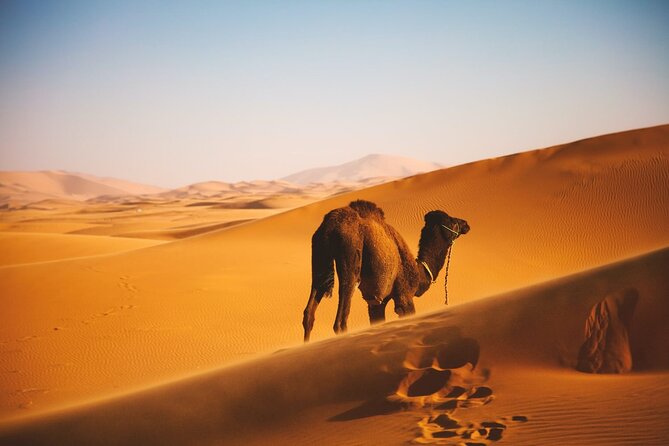 Morning Desert Safari Tour From Jeddah