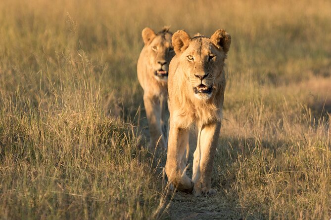 Morning or Afternoon Game Drive in Zambezi National Park Victoria Falls - Location and Inclusions