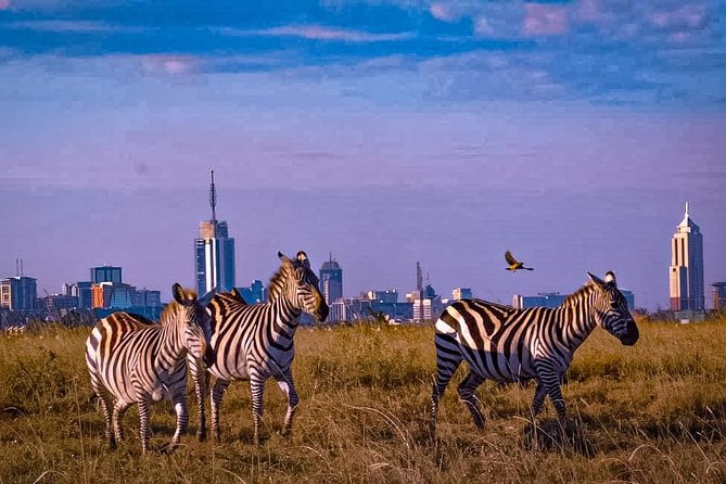 Morning or Evening Game Drive - Nairobi National Park - Game Drive Experience Overview