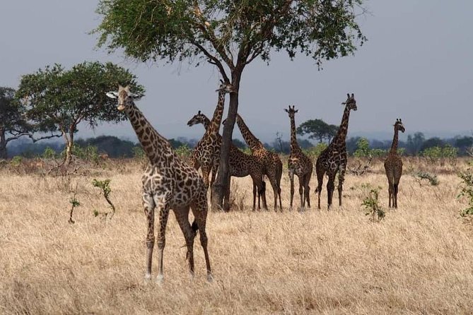 Morogogo-Mikumi National Park Day Trip