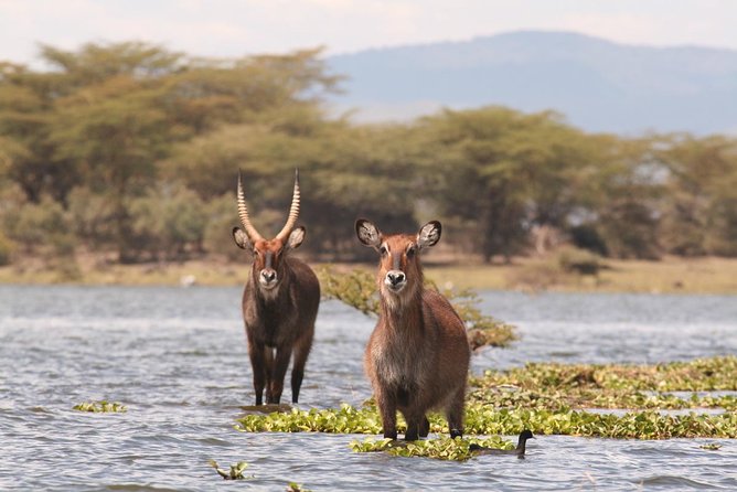 Nairobi Day Trip To Crescent Island Game Park – Lake Naivasha