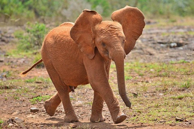 Nairobi Guided Day Tour to Giraffe Center & Elephant Orphanage - Inclusions