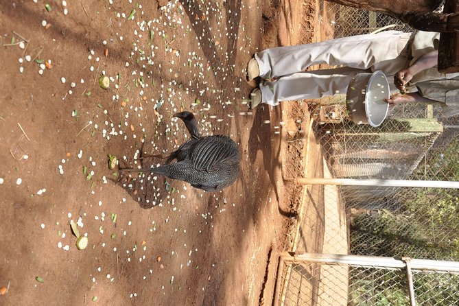Nairobi Kenya Safari Zoo Family Tour - Transportation and Logistics
