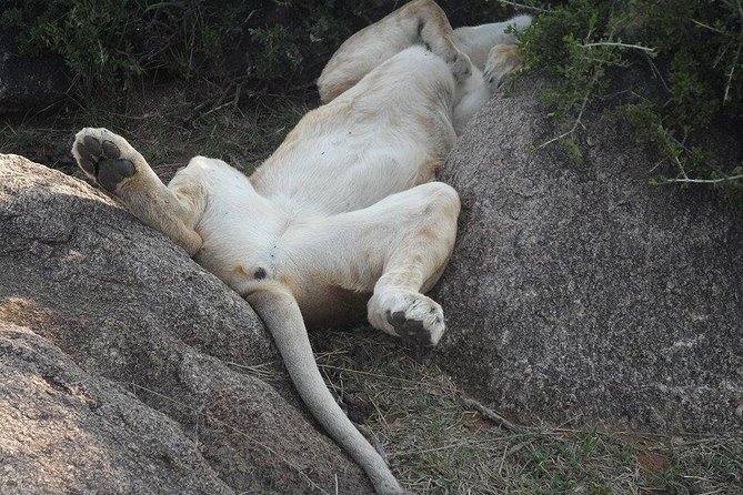 Nairobi Morning Game Drive/elephant Visit/giraffe Centre 6.a.m To 12 Noon - Inclusions and Exclusions