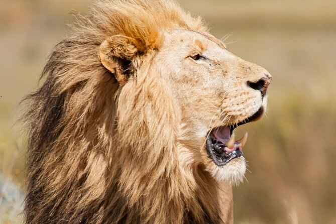 Nairobi National Park and Giraffe Center Half Day Tour - Pickup Details