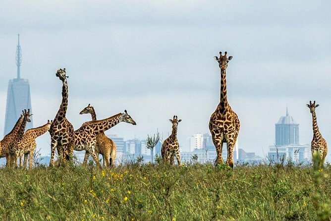 Nairobi National Park Group Joining Daily Tour - Key Features and Inclusions
