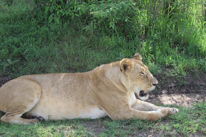 Nairobi National Park Half Day