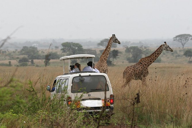 Nairobi National Park Tour With Game Drive and Transfer