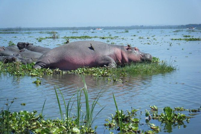 Nairobi to Lake Naivasha Day Tour With Crescent Island - Inclusions and Exclusions