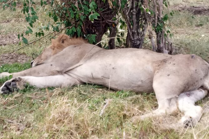Nakuru National Park Day Tour With Optional Boat Ride Lake Naivasha - Tour Highlights