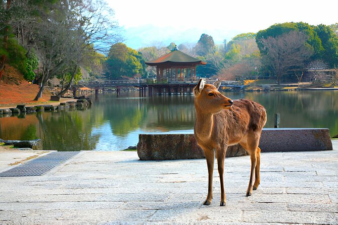 Nara Private Tour With Pick and Drop and English Speaking Driver - Booking Confirmation and Policy
