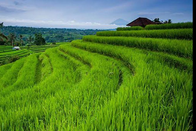 Natures Beauty Unveiled: Jatiluwih Rice Terrace and Temple