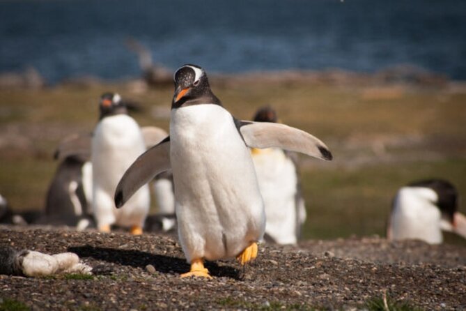 Navigation Through the Beagle Channel to the Penguin Colony - Sailing Through Beagle Channel