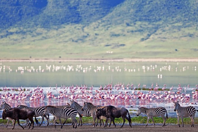 Ngorongoro Crater -Best Safari - Safari Experience Highlights