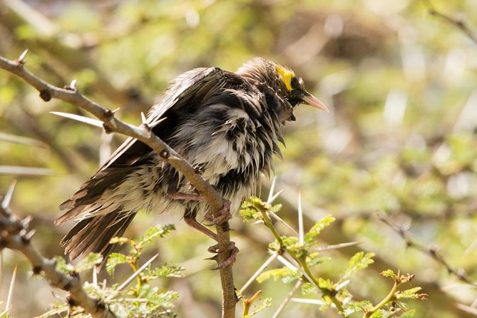 Ngorongoro Crater Day Tour From Moshi - Inclusions