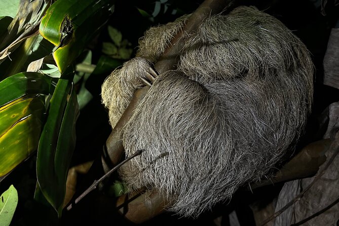 Night Walk Among the Natural Jewels of Monteverde - Tour Location and Details