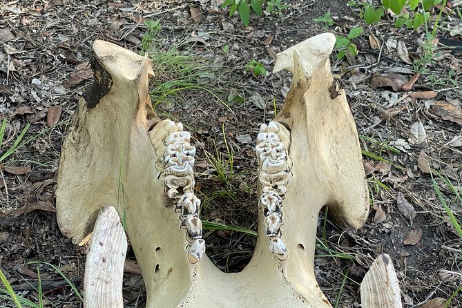 Nyerere Bushwalk Activity in Tanzania - Inclusions and Exclusions