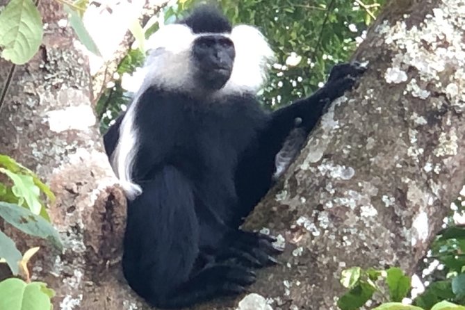 Nyungwe National Park Visit - Inclusions Provided