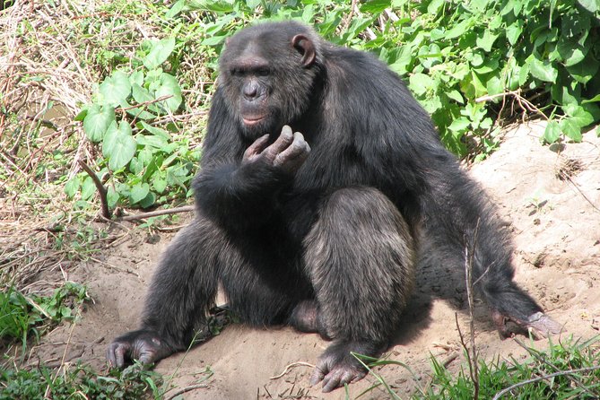 Ol Pejeta Conservancy Guided Day Tour From Nairobi