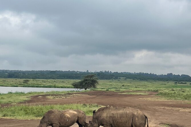 Olpejeta Lake Nakuru & Masai Mara 5 Days and 4 Nights.