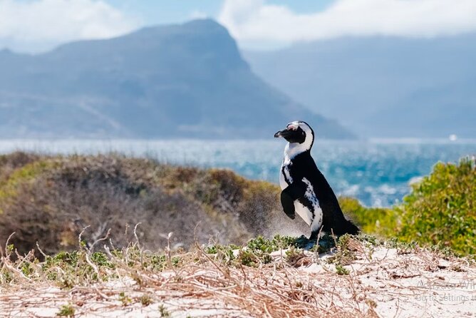 One Day Cape of Good and Penguin Colony Expedition From Cape Town - Tour Overview