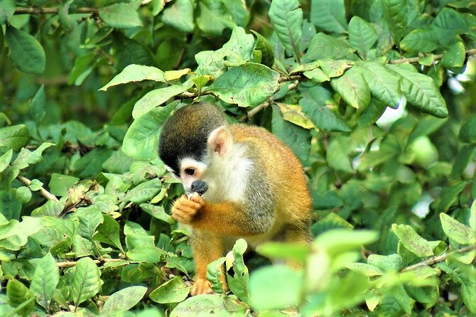One Day Tour To Térraba-Sierpe Mangrove By Boat From Sierpe - Biodiversity Exploration