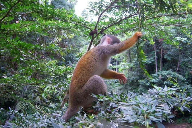 One Day Tours to the Amazon | Cocoa Factory | Indichuris - Inclusions and Meeting Point