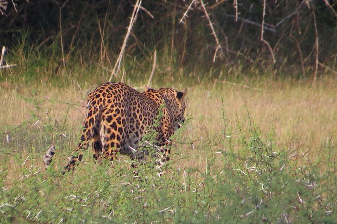 One Night Camping in Wilpattu National Park - Additional Important Information