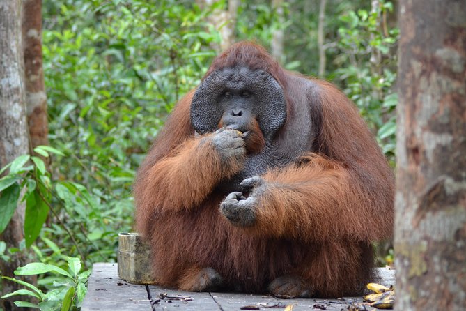 Orangutan Tanjung Puting Day Trip