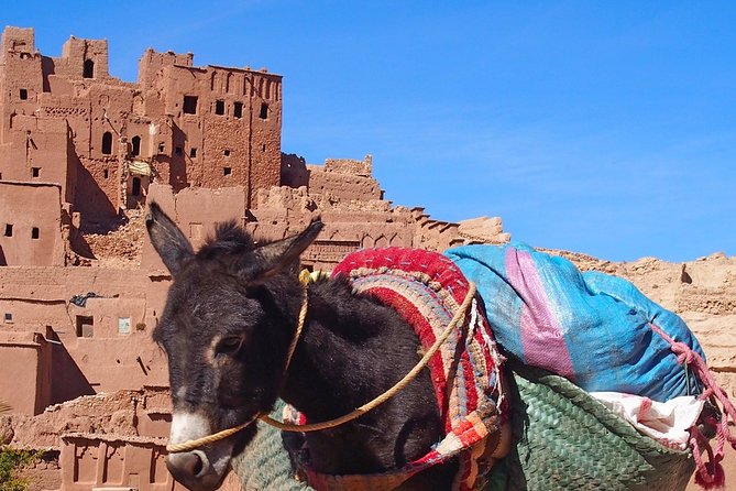 Ouarzazate Group Excursion - Daily Schedule and Timing