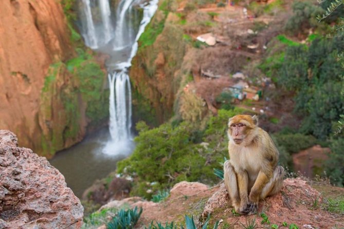 Ouzoud Waterfalls Private Day Trip From Marrakech - Inclusions