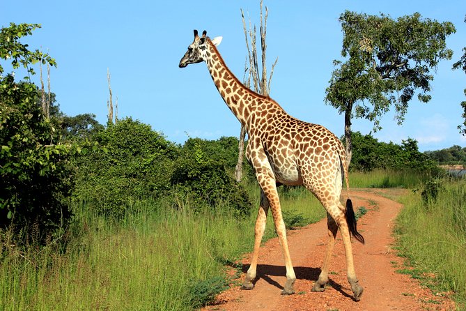 Overland Safari Livingstone to Lusaka via Lower Zambezi National Park - 7 Days. - Choma Town Exploration