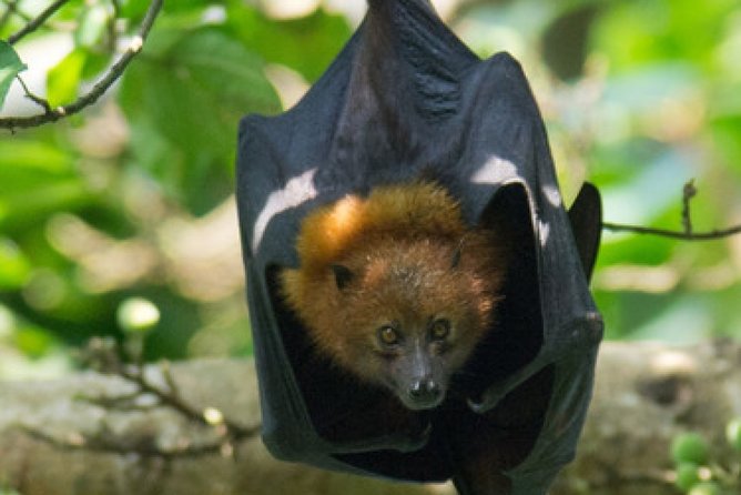 Pemba Flying Fox Forest - Tour Details