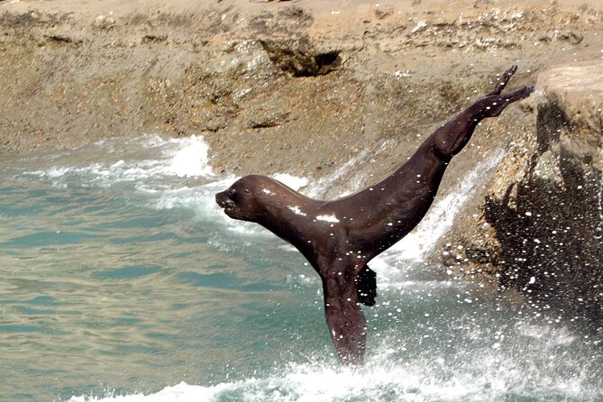 Peninsula Valdes Excursion Cruise, Puerto Madryn - Detailed Itinerary of the Tour