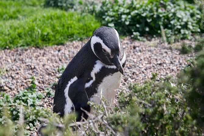Peninsula Valdes With Penguin Colony of Estancia San Lorenzo - Inclusions and Start Time